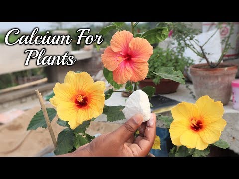 Use calcium for gardening plants/ remove fungus your plants ...