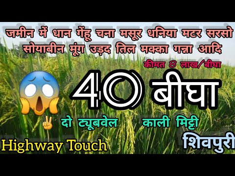 40 Bigha Land For Sale In Shivpuri Madhya Pradesh Full Agricultural Land
