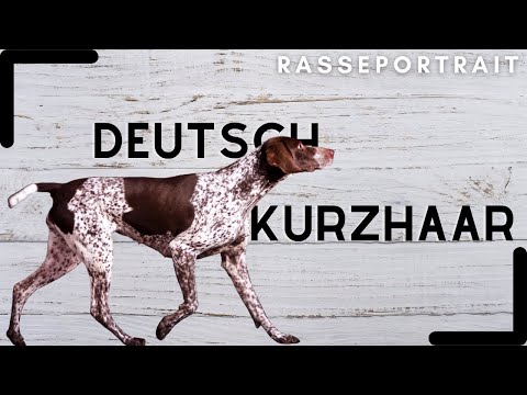 German Shorthaired Pointer - History, Character & Care [Breed Check]