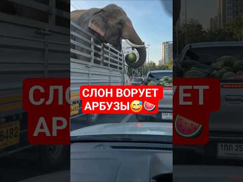 СЛОН ВОРУЕТ АРБУЗЫ😅🍉 #новости #слон #вор #арбуз