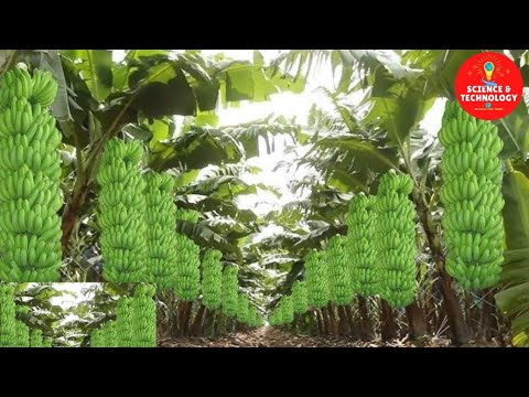 , title : 'MODERN TECHNOLOGY BANANA FARM IN THE PHILIPPINES -AMAZING BANANA HARVESTING-GREAT BANANA PLANTATION'
