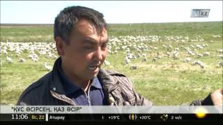 Қостанай облысындағы қаз фермасы өнім бере бастады
