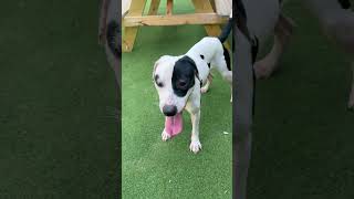 Video preview image #1 Labrador Retriever-Unknown Mix Puppy For Sale in The Woodlands, TX, USA