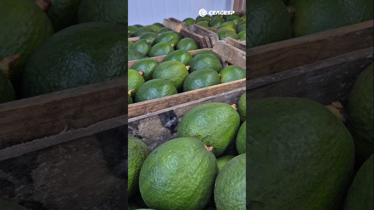 Confira mais detalhes sobre o abacate margarida, que é o produto destaque desta semana na CEAGESP.