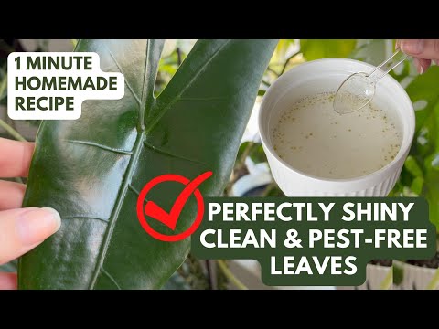 Homemade Recipe for Shiny, Clean, and Pest-Free Leaves on Houseplants