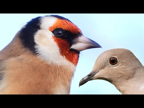 Gli uccelli nidificanti nei giardini della Pianura Padana