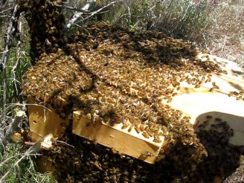 Swarm Catching Full movie part1.mov