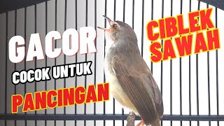 Download lagu Suara Burung Ciblek Sawah Gacor Asli mp3