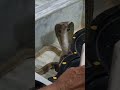 Har Har Mahadev Real Snake Found In Mandir Behind Shivling AkkuTube