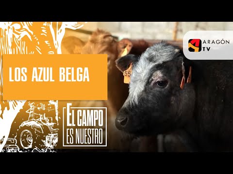 , title : 'Los azul belga, una raza que da gusto ver'