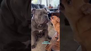 La fumigada que le dio 🐕🐈😂 #funny #cachorrosdivertidos #comedy #gatogracioso