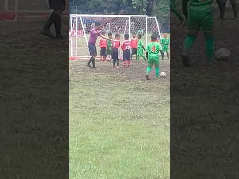 Banteng muda vs sejati