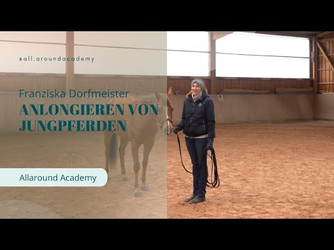 Anlongieren von Jungpferden