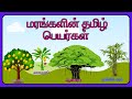 மரங்களின் தமிழ் பெயர்கள் Trees Name In Tamil Marangalin 