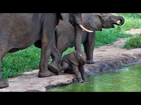 Baby Elephant Gets Over Excited At The Waterhole