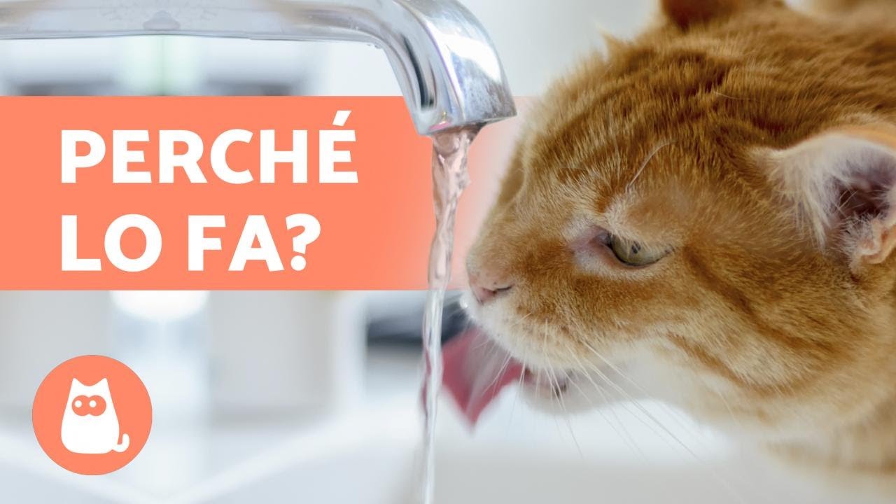 Perché il GATTO beve ACQUA dal RUBINETTO 🚰🐈 Scoprilo!