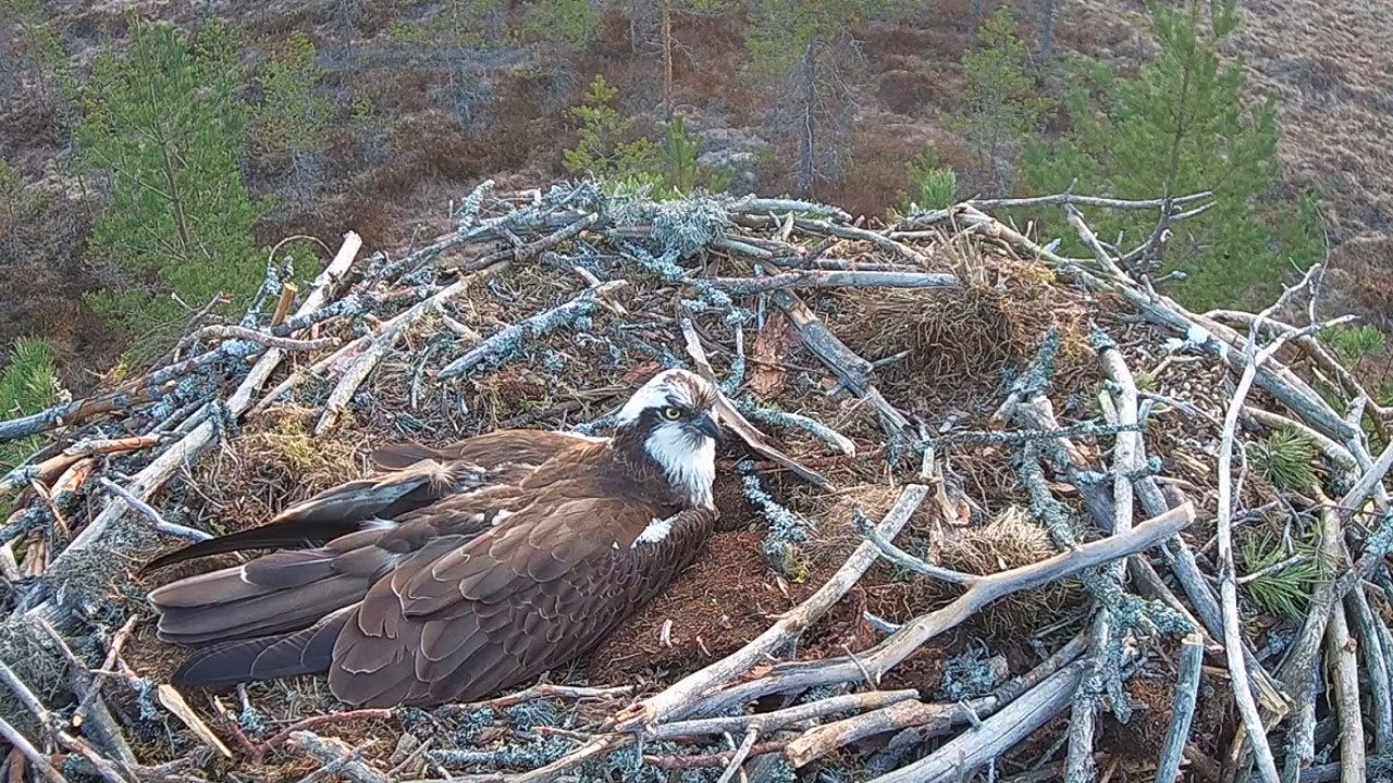 Live webcam view of Osprey Nest Alternative View #1