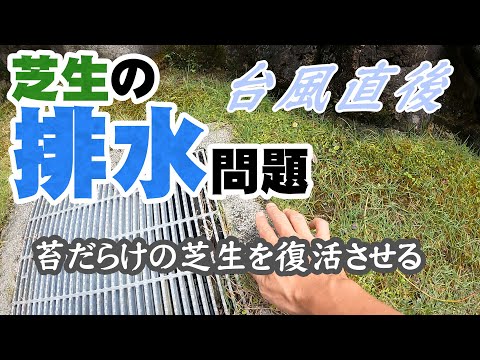 芝生からコケを取り除いたほうがいいでしょうか？その理由と方法: どのような治療法ですか?  庭園