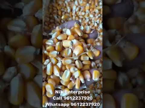 Dry yellow maize animal feed, packaging type: pp bags, 50 kg