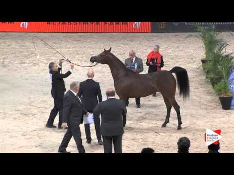 N.63 ABHA QALAMS - Paris 2015 - 4+ year old mares (Class CM3 B)