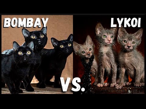 Bombay Cat VS. Lykoi Cat