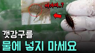 (충격주의) 갯강구는 곤충이 아닙니다 ㄷㄷ