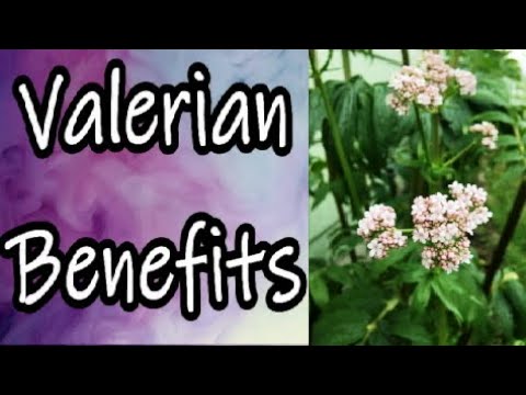 Valerian Benefits