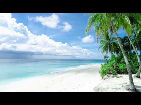 White Sand beach and Palm trees