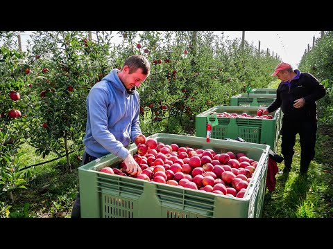 La Pomme ! L'Automne dans les vergers lémaniques [UFL]