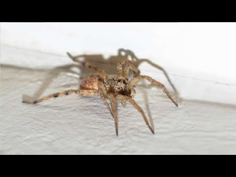 how to get rid of fear of spiders