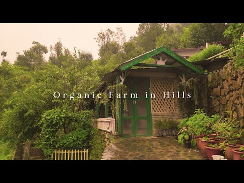 Organic Farm in Hills | 4k Cinematic Film | Solan | ASMR