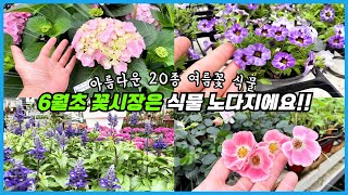 6월초 꽃시장 무조건 가야해요!! 다채로운 여름 꽃&식물 20종!!