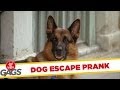 Dog Escape Prank 
