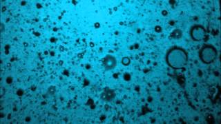 Joanna Newsom - En Gallop! (Walnut Whales Version)