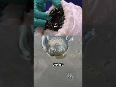 почему осьминоги сбегают?