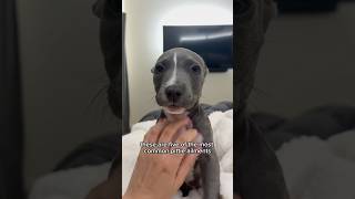 These are five of the most common pittie ailments #puppy #pitbull #dogs #puppylove #shorts