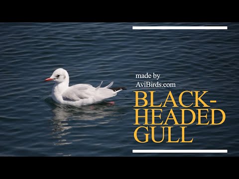 Čajka smejúca sa (Chroicocephalus ridibundus) — portrét druhu a quick facts