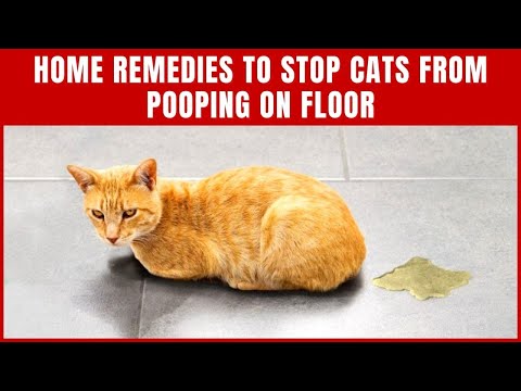 Easy Home Remedies To Stop Cats From Pooping On Floor - Cute Litter Box