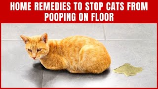 Easy Home Remedies To Stop Cats From Pooping On Floor - Cute Litter Box