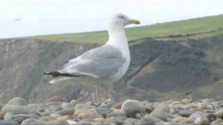 Seagull on pepples ~ Newgale beach ~ Pembrokshire Wales UK