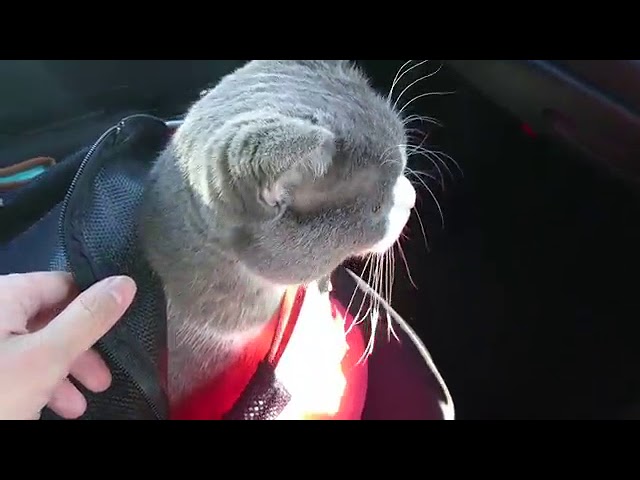 こてつの外出（動物病院にノミ・フィラリア症予防の薬を処方してもらいに…）