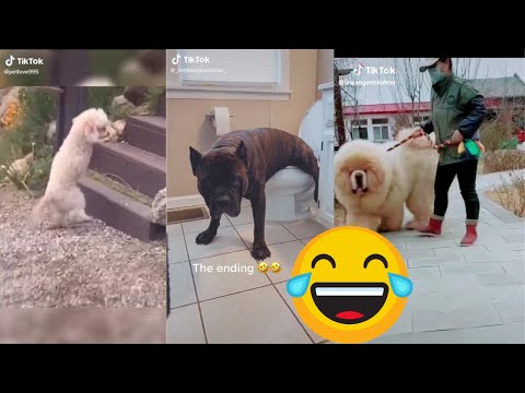 Funniest TikTok Dogs and Cats - Awesome Funny Animals Videos