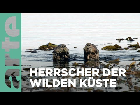 Tiere der Salischen See | Mal Meer, mal Land | ARTE Family