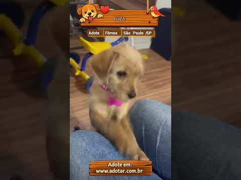 Vídeo de Frida