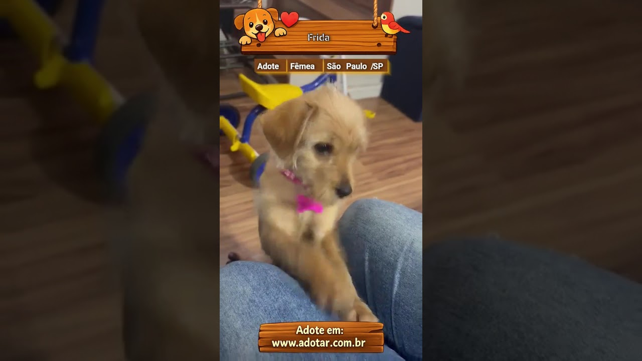 Cachorro raça SRD-ViraLata idade 2 a 6 meses nome Frida