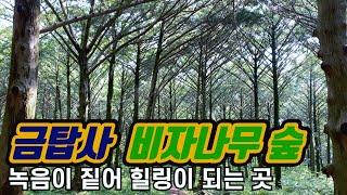 [고흥 가볼만한곳 #4] 고흥 금탑사, 비자나무 숲
