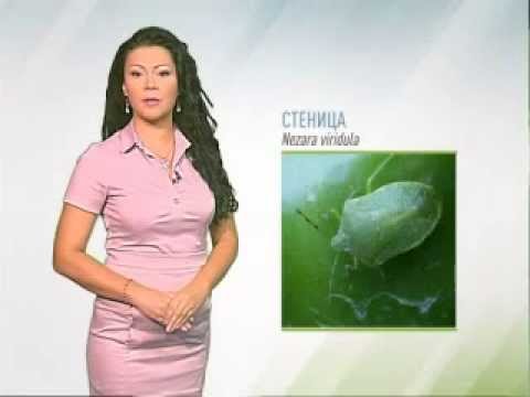 Zelena prognoza 11.9.2014. - Stenica (Nezara viridula)