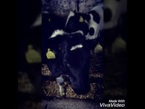 Stage 07-03-2017 Oudega