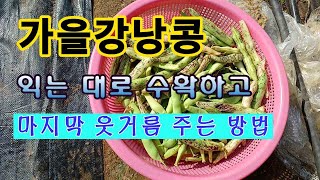 [텃밭농부 1,713]  가을강낭콩 익는대로 수확하고, 마지막 웃거름 주는 방법 #강낭콩재배 #가을강낭콩