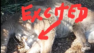 😅WOW💖 ANIMALS ARE EXCITED 😁😅🤫🤫💖🤪👍👍💕💙😝😝☺️🥰❤️❤️, LION, KANGAROO, DOG, PEACOCK, DUCKS, LIZARD, ANIMAL